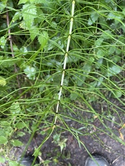 Equisetum telmateia telmateia