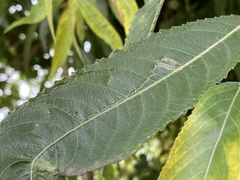 Phyllocnistis saligna