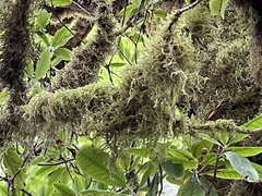 Pseudisothecium stoloniferum