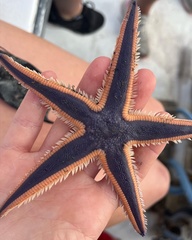 Astropecten articulatus