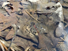 Ambystoma jeffersonianum