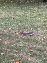 Sciurus carolinensis