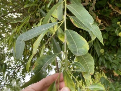 Phyllocnistis saligna