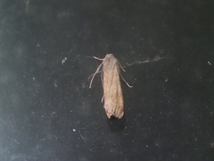 Pyraustinae