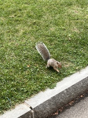 Sciurus carolinensis