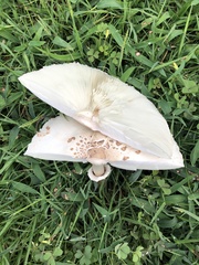 Chlorophyllum molybdites