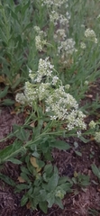 Lepidium draba