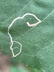 Stigmella betulicola