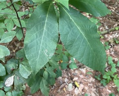 Stigmella betulicola