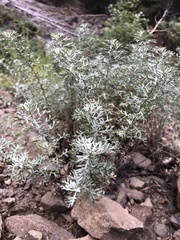 Artemisia michauxiana
