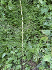 Equisetum telmateia telmateia