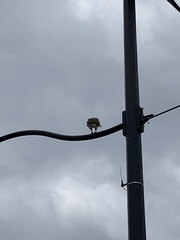 Buteo jamaicensis