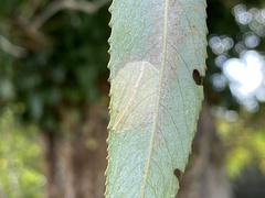 Caloptilia stigmatella