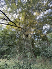 Ulmus alata