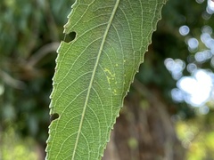 Caloptilia stigmatella