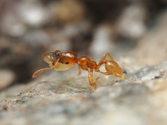 Pheidole tysoni