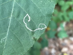 Stigmella betulicola