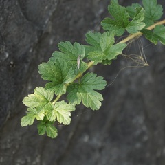 Ribes oxyacanthoides