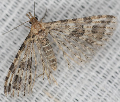 Alucita montana