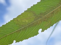 Caloptilia stigmatella