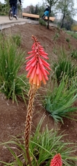 Kniphofia