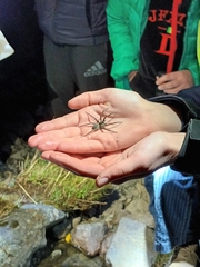 Dolomedes aquaticus