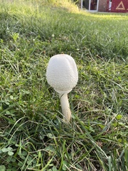 Saproamanita