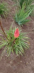 Kniphofia