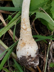Amanita muscaria