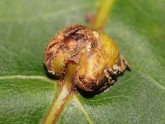Kokkocynips decidua
