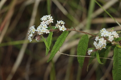 Commersonia dasyphylla