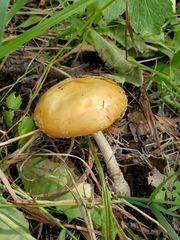 Amanita muscaria