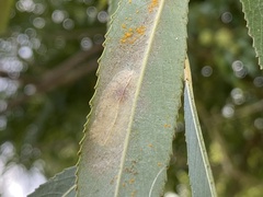 Caloptilia stigmatella