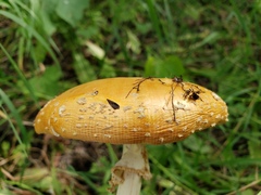 Amanita muscaria