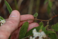 Commersonia dasyphylla