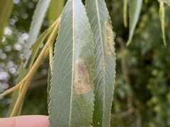 Caloptilia stigmatella
