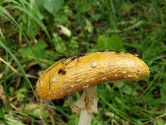Amanita muscaria
