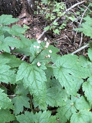 Actaea rubra neglecta