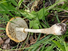 Amanita muscaria