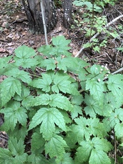Actaea rubra neglecta