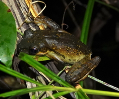 Polypedates macrotis