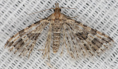 Alucita montana