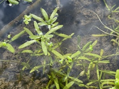 Callitriche