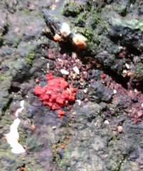 Tulasnella aurantiaca