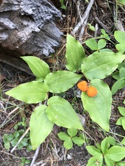Prosartes trachycarpa