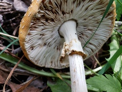 Amanita muscaria