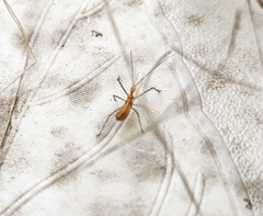 Zelus longipes