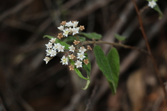 Commersonia dasyphylla