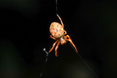 Salsa brisbanae