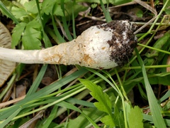 Amanita muscaria